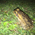 Cane toad (female)