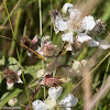 White flowers