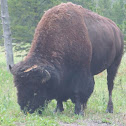 American Bison