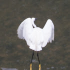 Little Egret