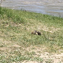 Uinta Ground Squirrel