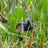 Purple Gallinule