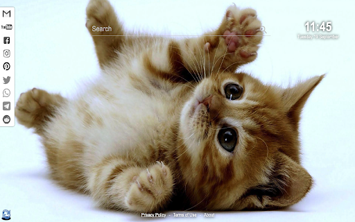 Kittens & Cats Wallpapers