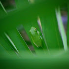 Green Tree Frog