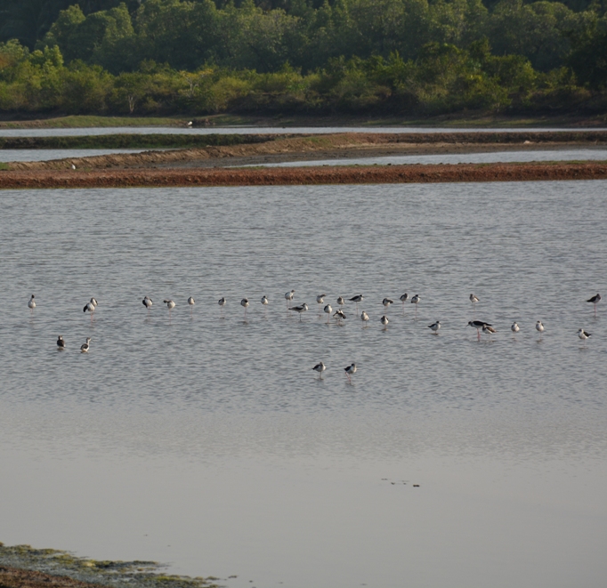 Black winged Stilt