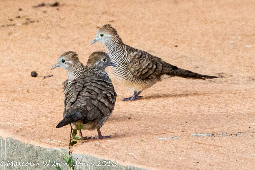 Zebra Dove