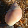 Conical Sand Snail