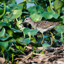 Wood sandpiper