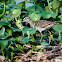 Wood sandpiper