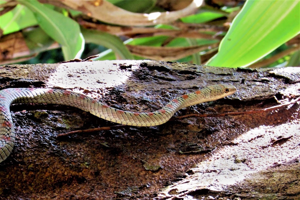 Paradise Flying Snake