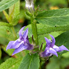 Great Lobelia