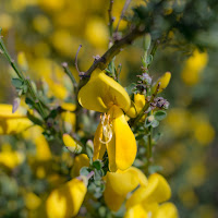 Fiori di ginestra di 