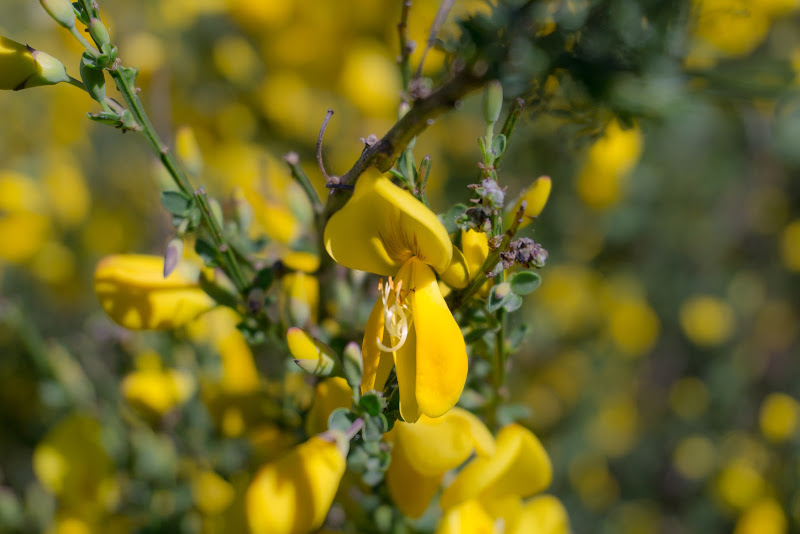 Fiori di ginestra di simi_ferraro