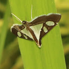 Grass Moth