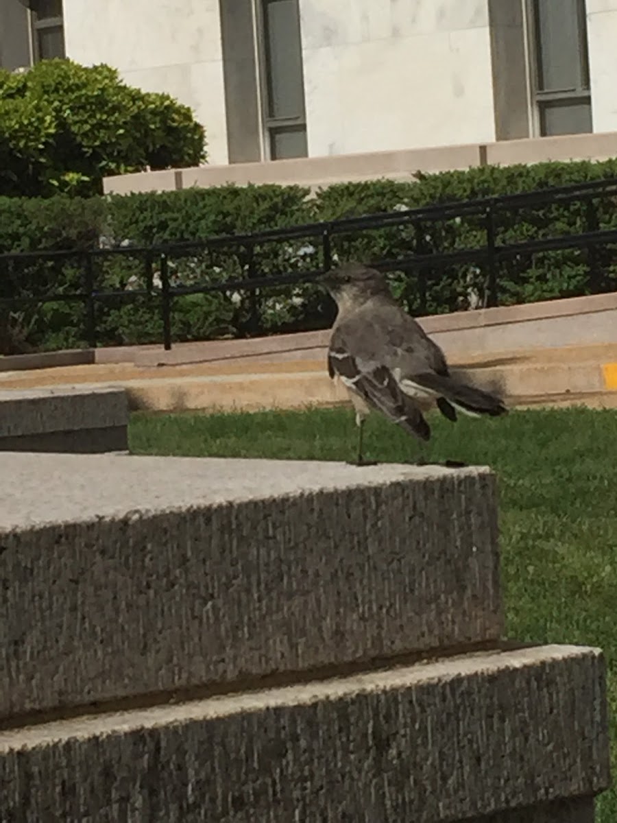 Northern mockingbird