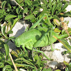 Large Saw-tailed Bush Cricket