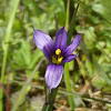 Alaska Blue-eyed Grass