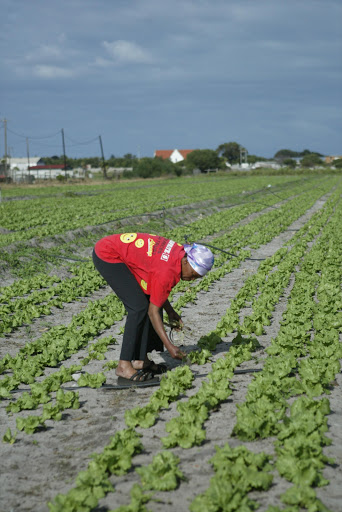 A farmworker. File photo.