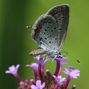 Eastern Tailed-Blue