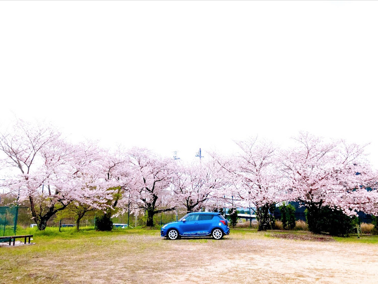 スイフトスポーツの桜とコラボ・サクラと愛車・目指せPickUpCars・桜に関するカスタム事例の投稿画像2枚目