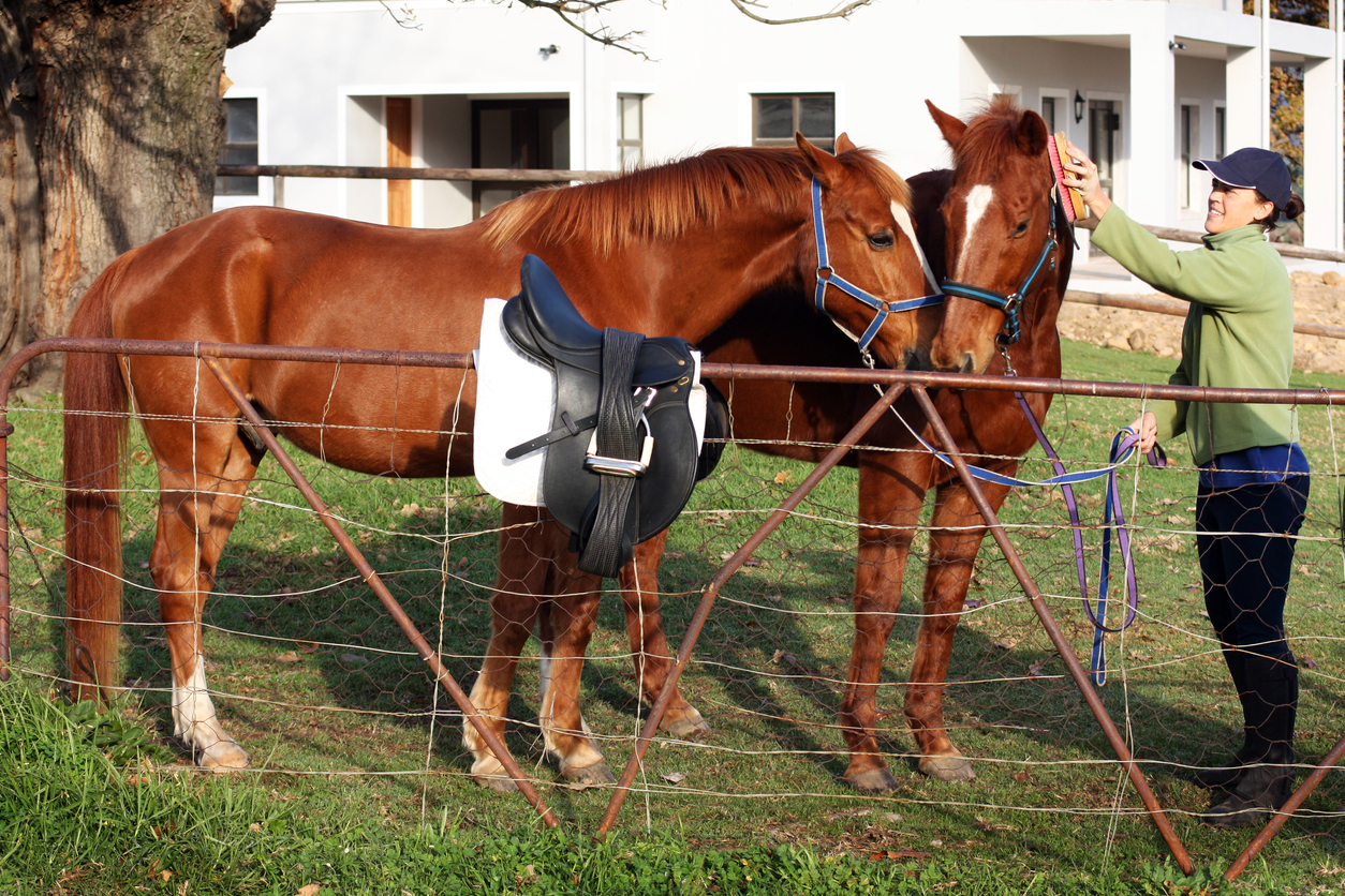 grooming-horse-kit-tips