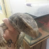 Savannah Monitor