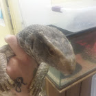 Savannah Monitor