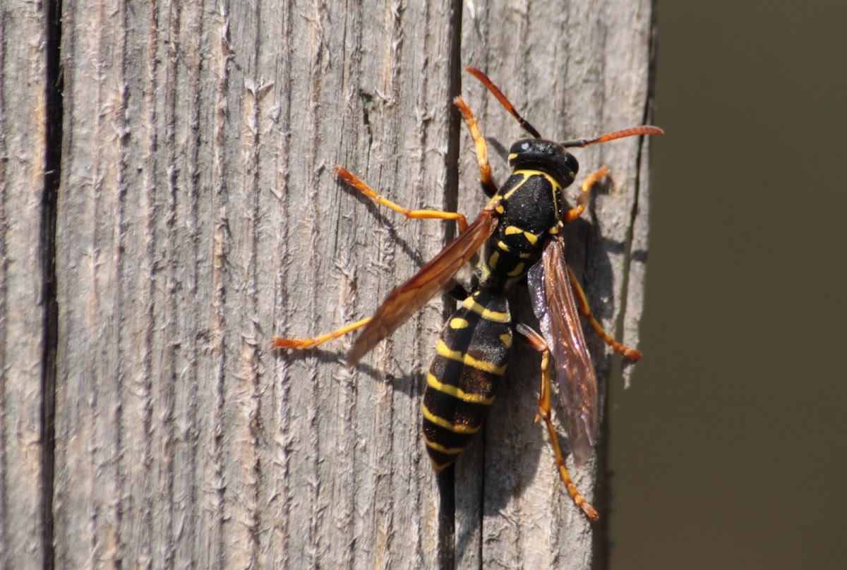 European paper wasp