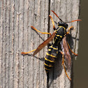 European paper wasp