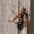 European paper wasp