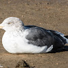 Lesser Black-backed Gull