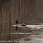 Moorhen; Polla de Agua