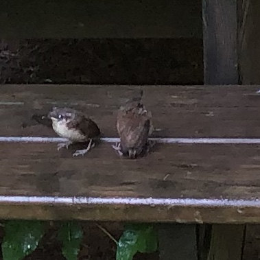 Carolina Wrens