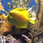 Yellow tang