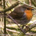 Robin