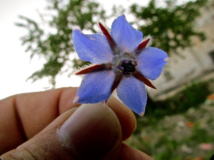 Piccolo fiore di frapeace