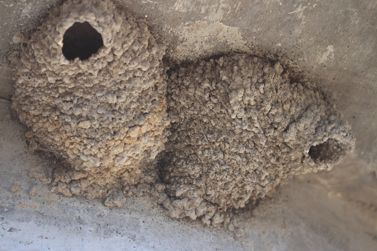 American Cliff Swallow(nest)