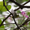 Oriental White-eye