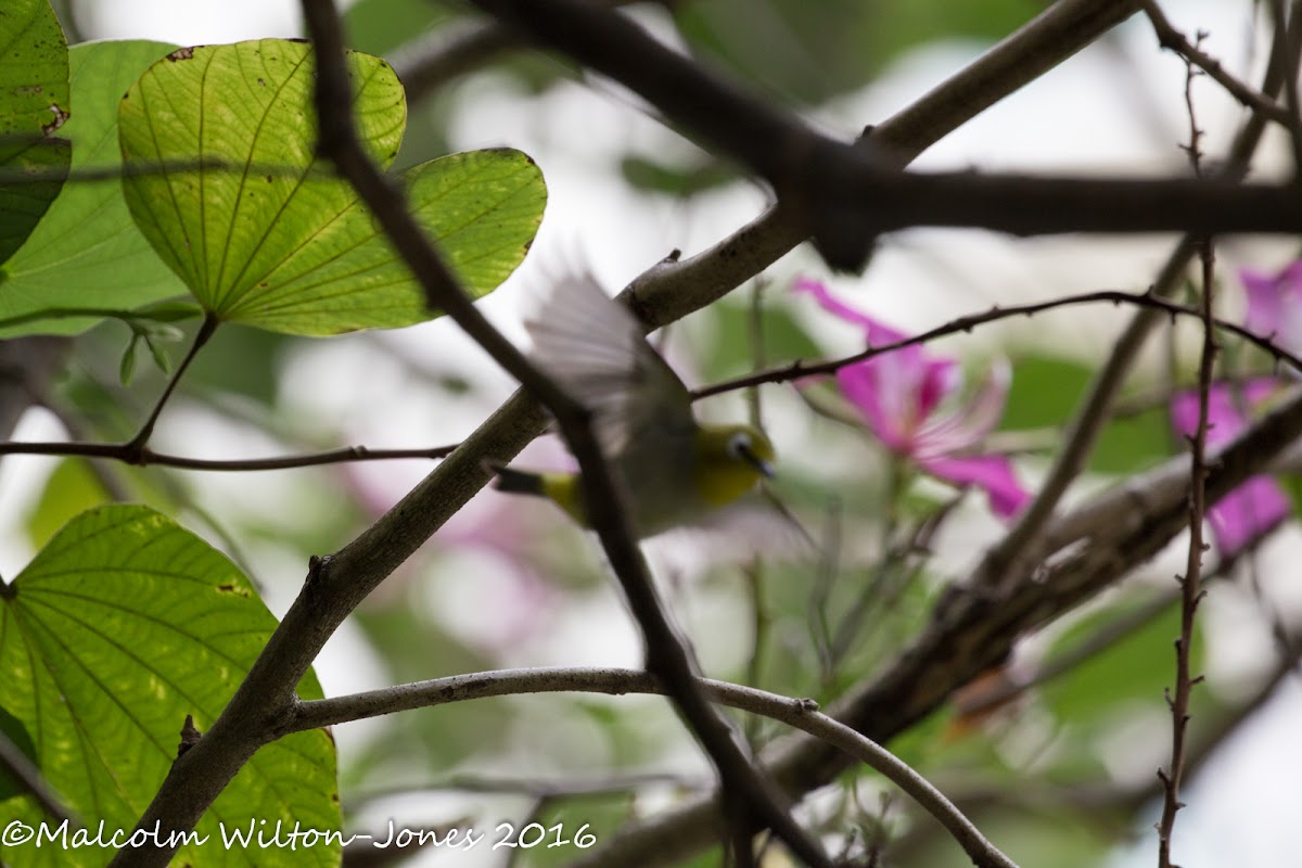 Oriental White-eye