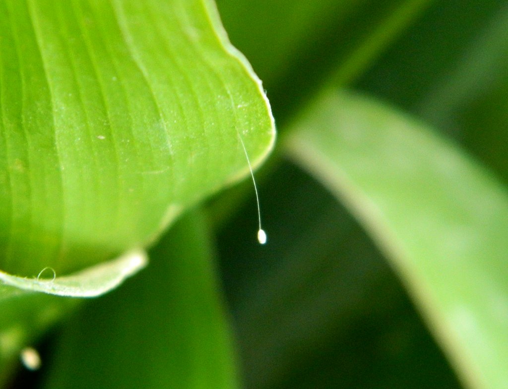 Common green lacewing eggs