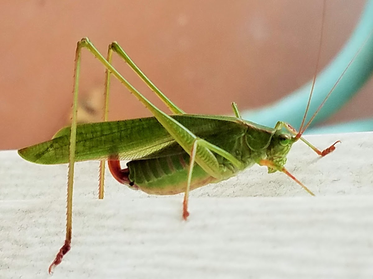 Fork-tailed Bush Katydid (female)