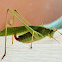 Fork-tailed Bush Katydid (female)