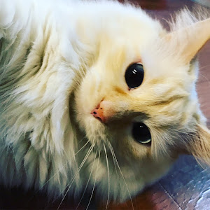 Cクラス ステーションワゴン