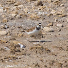 Little Ringed Plover; Chorlitejo Chico