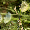 Empusa  praying mantis (Έμπουσα)