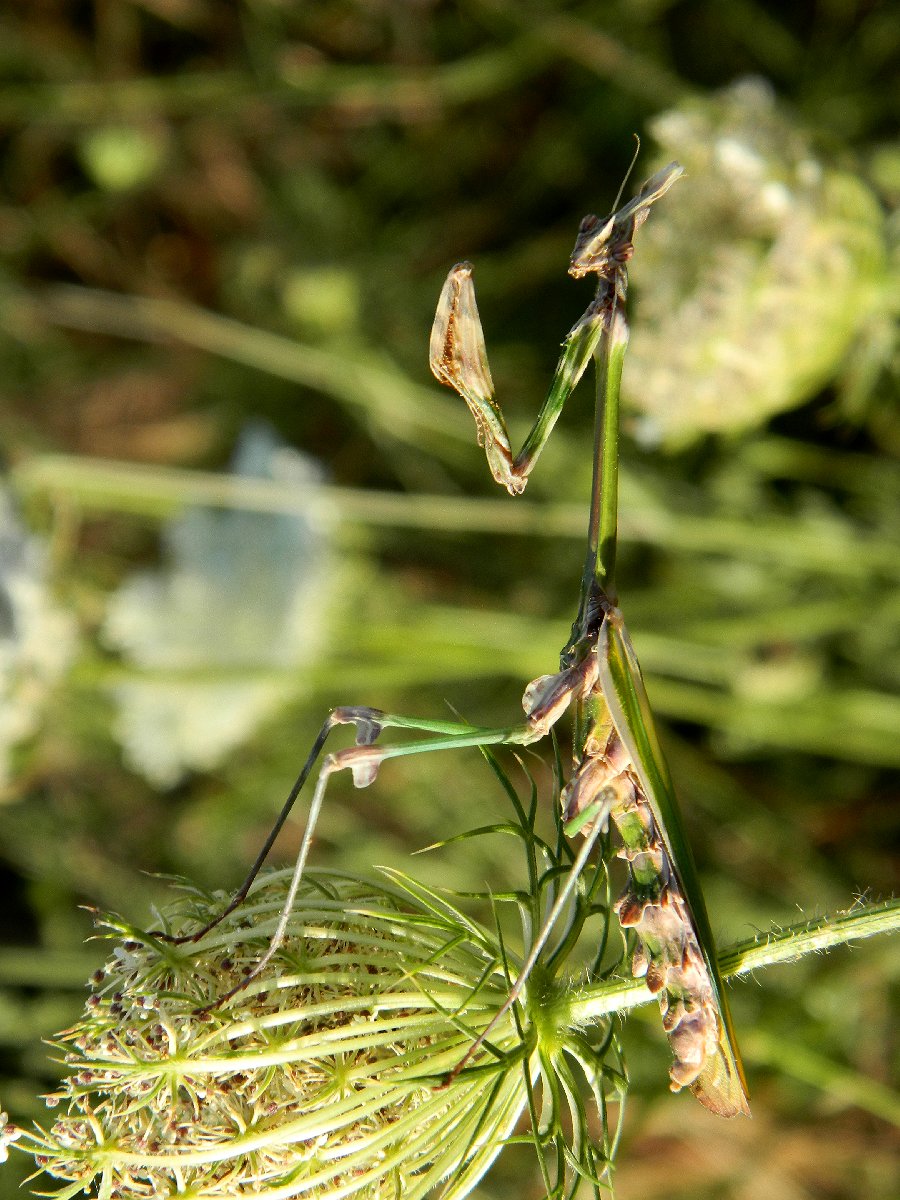 Empusa  praying mantis (Έμπουσα)