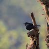 Indian Robin