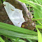 Polilla Blanca