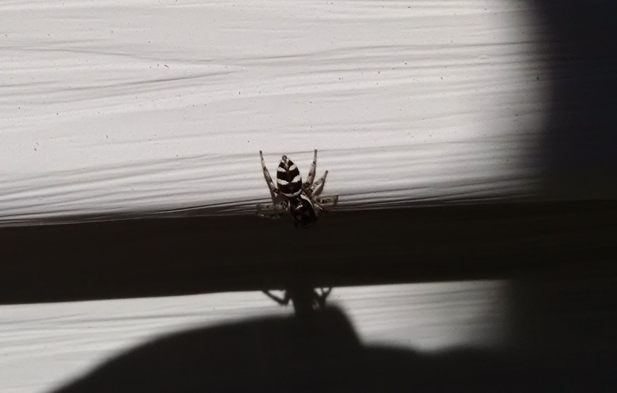 Zebra Spider