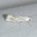 Small white grass veneer moth